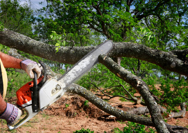 How Our Tree Care Process Works  in  Parkers Prairie, MN